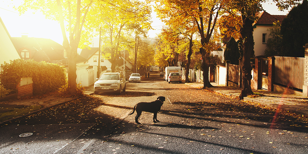 Suburb many Americans are moving to. Gold sunset with a dog in the middle of the street with houses on either side.