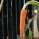 startup life and the dangling carrot