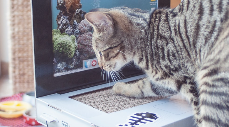 cat laptop