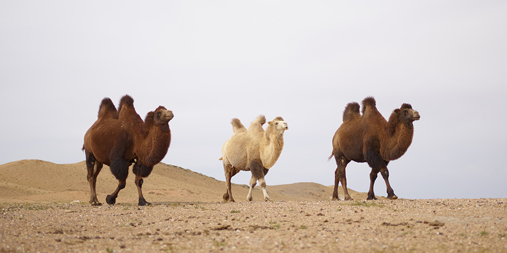 Camels walking in desert, not the best business model.