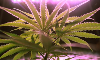 Cannabis plant grown under pink UV light.