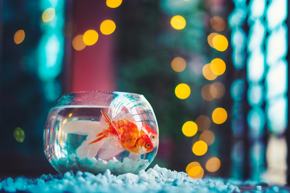 goldfish in a bowl representing fishbowl method