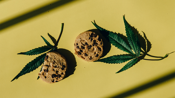 Weed leaves and chocolate chip cookies on a yellow background, with shadows dappled around them.