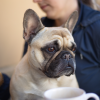 A person holds a phone and browses while their habits are tracked by Meta Lattice. A french bulldog sits calmly in their lap.