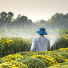 A worker on a farm watering yellow flowers in the midst of a field, avoiding sexual harassment by distance.